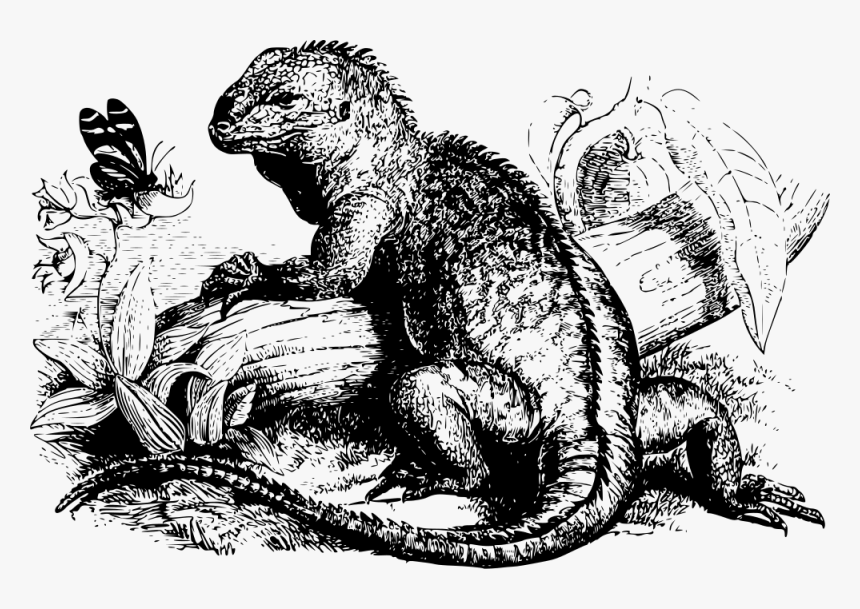 Iguana - Illustration, HD Png Download