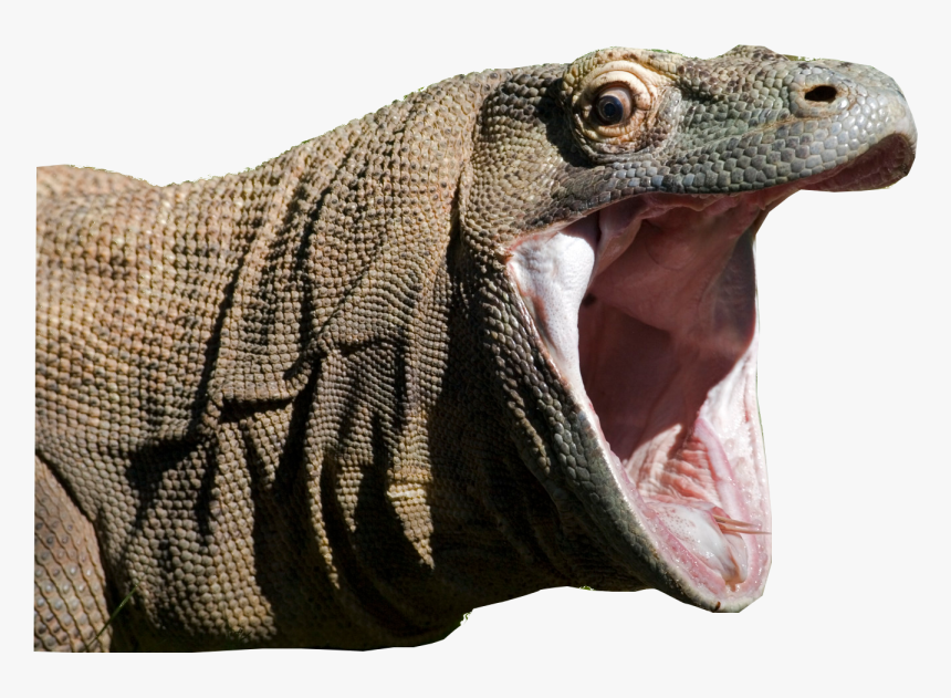 Komodo Dragon Iguana Clipart - Komodo Dragon, HD Png Download