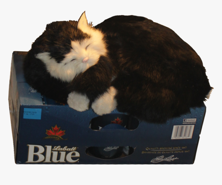Cat Guarding The Beer Fridge Alpha - Beer In Fridge Cat, HD Png Download