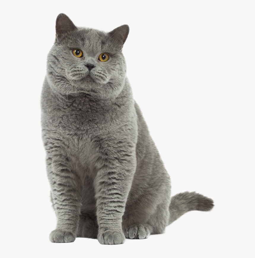 Photo Chat British Shorthair Transparent British Shorthair Png Png Download Transparent Png Image Pngitem