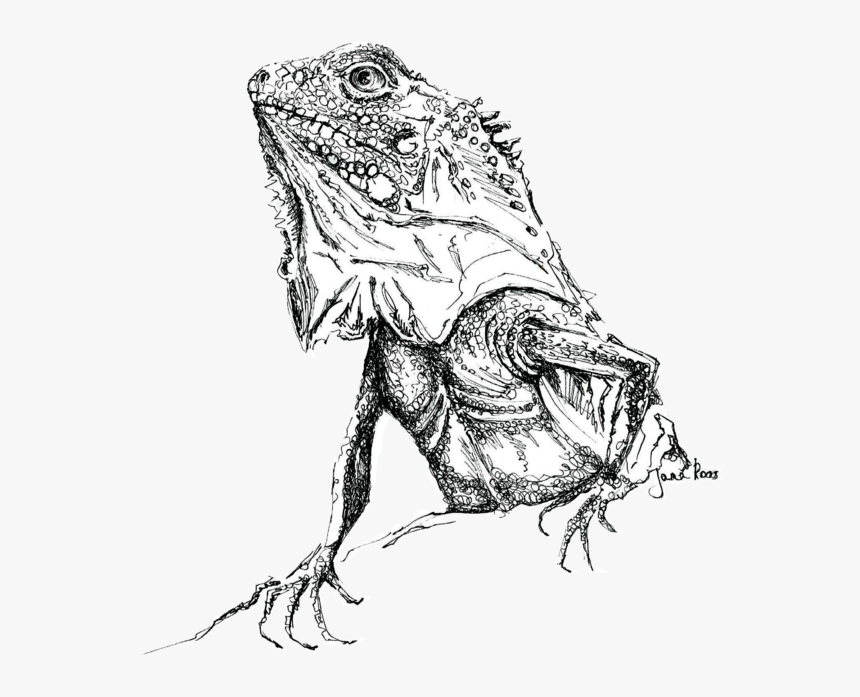 Sketch, HD Png Download