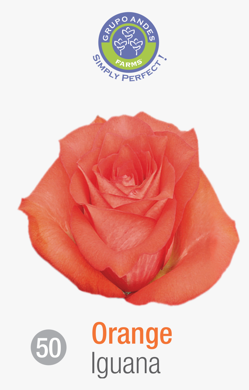 Rosa Variedad Iguana, HD Png Download