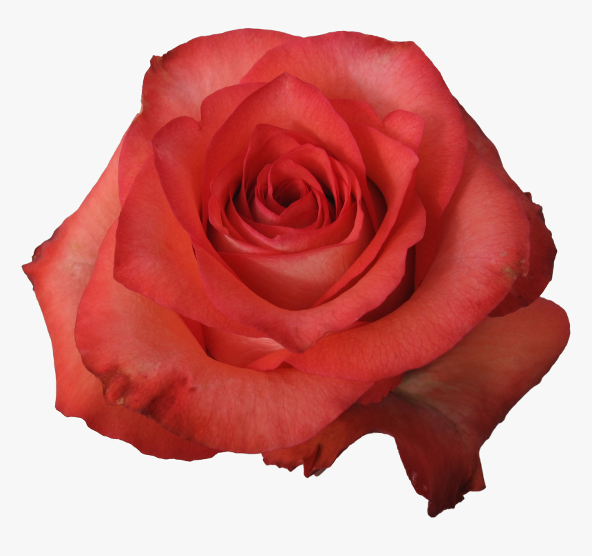 Iguana Rose, HD Png Download