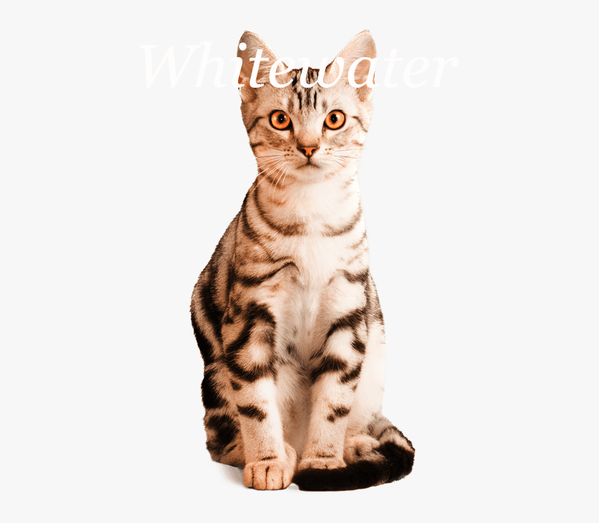 American Shorthair Png , Png Download - Arabian Mau, Transparent Png