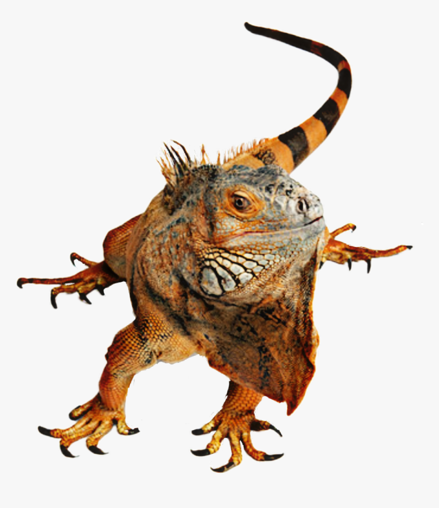 #iguana #lizard #reptile - Transparent Lizards Stickers Clipart, HD Png Download