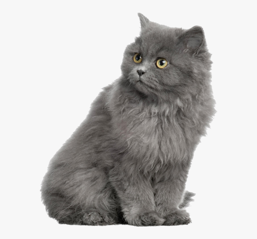 Gray Horse Shorthair Dog British Cat Persian Clipart - Alhambra, HD Png Download