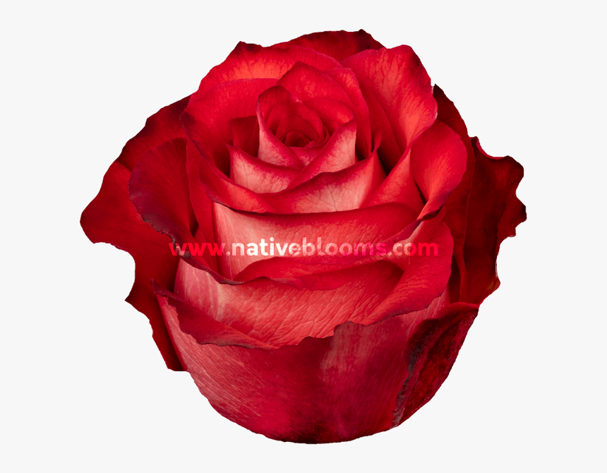 Floribunda, HD Png Download