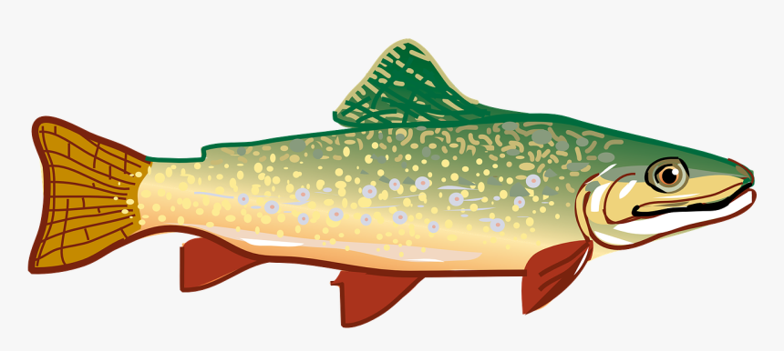 Trout Clipart, HD Png Download