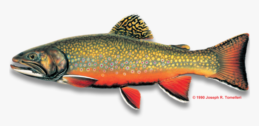 Brook Trout Fish, HD Png Download