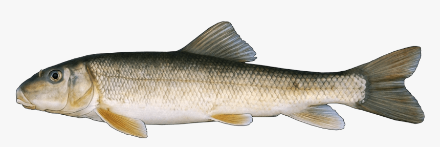 Coastal Cutthroat Trout, HD Png Download