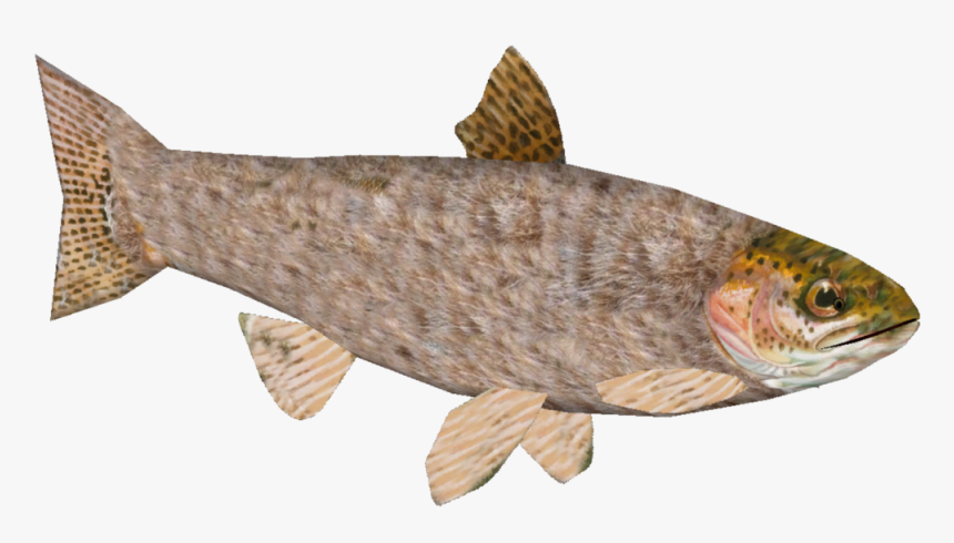 Rainbow Trout , Png Download - Lunge, Transparent Png