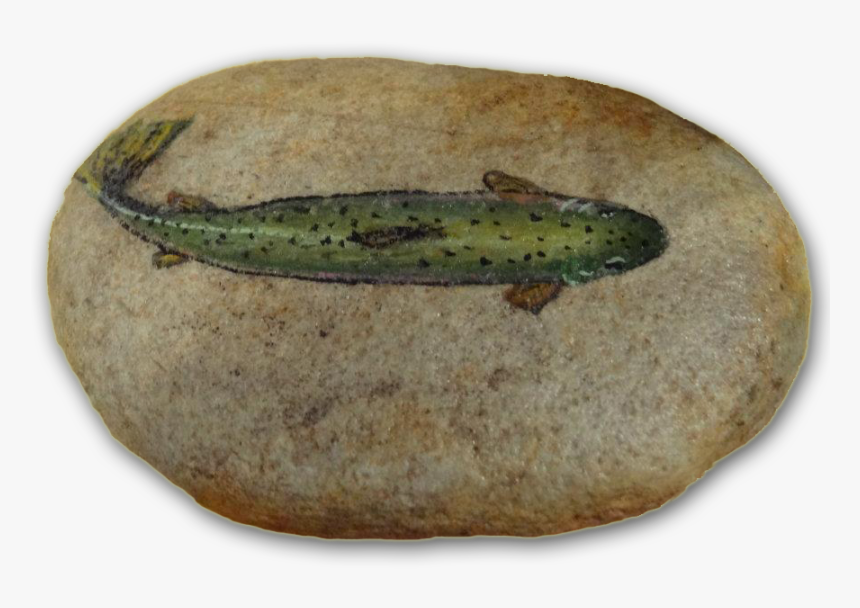 Painted Rock $15 - Boreal Toad, HD Png Download