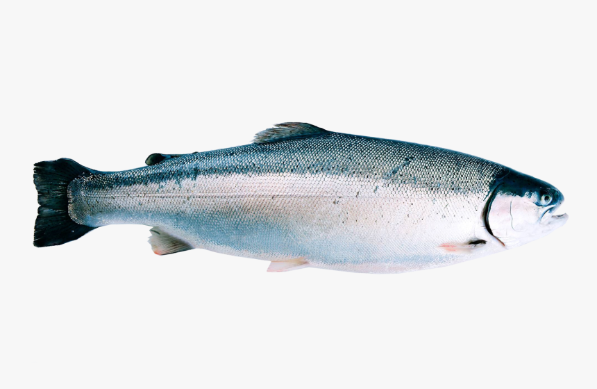 Sockeye Salmon, HD Png Download