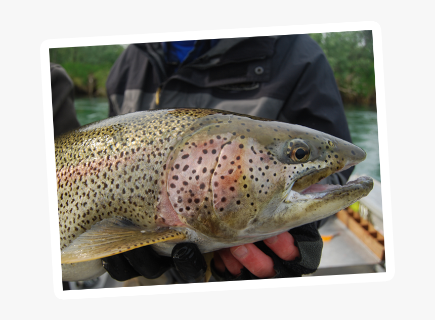 Brown Trout, HD Png Download