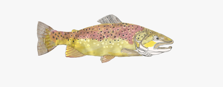 Coastal Cutthroat Trout, HD Png Download