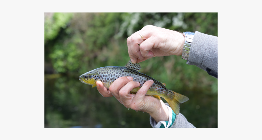 Trout, HD Png Download