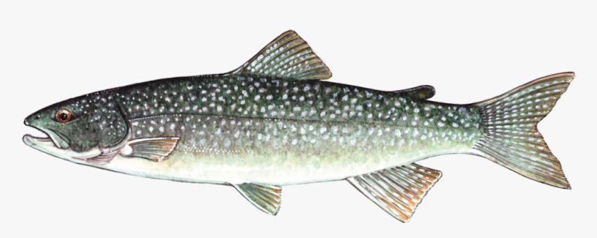 Trout Species Lake Erie, HD Png Download