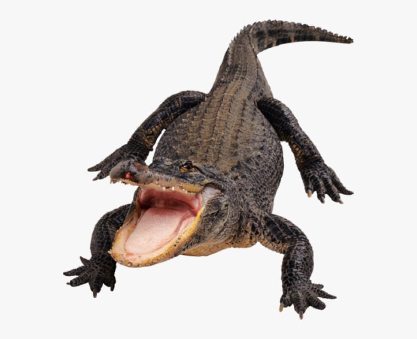 Crocodile Png Eating - Alligator Png, Transparent Png