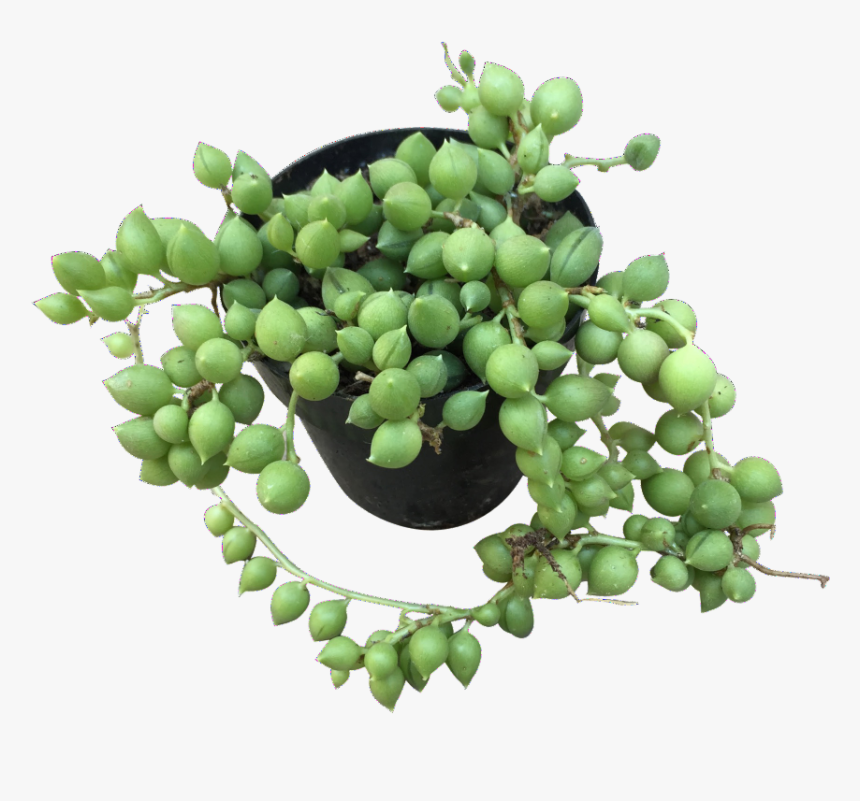 Transparent String Of Pearls Png - Seedless Fruit, Png Download