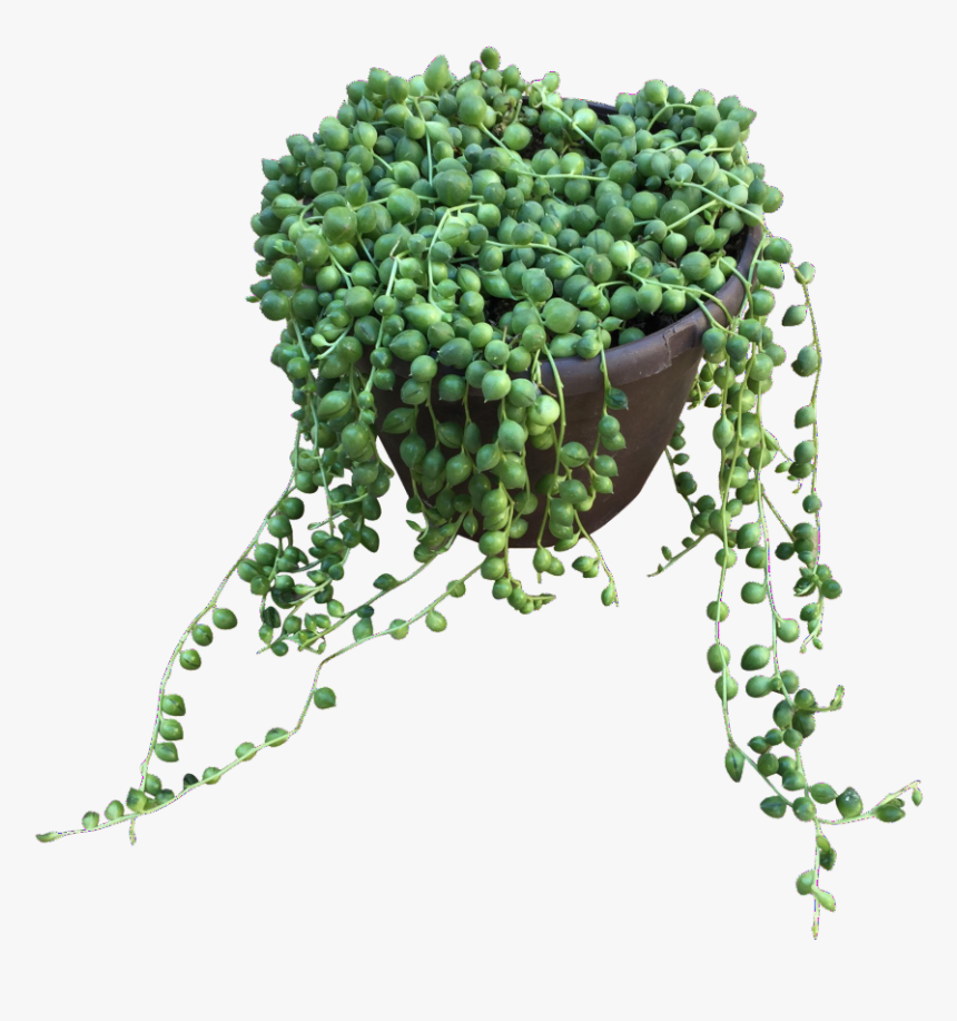 String Of Pearls 
 Class Lazyload Lazyload Fade In - Illustration, HD Png Download