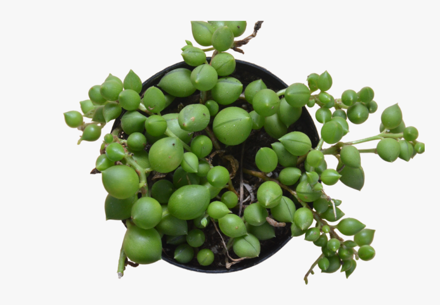 Succulent String Of Pearls - Seedless Fruit, HD Png Download