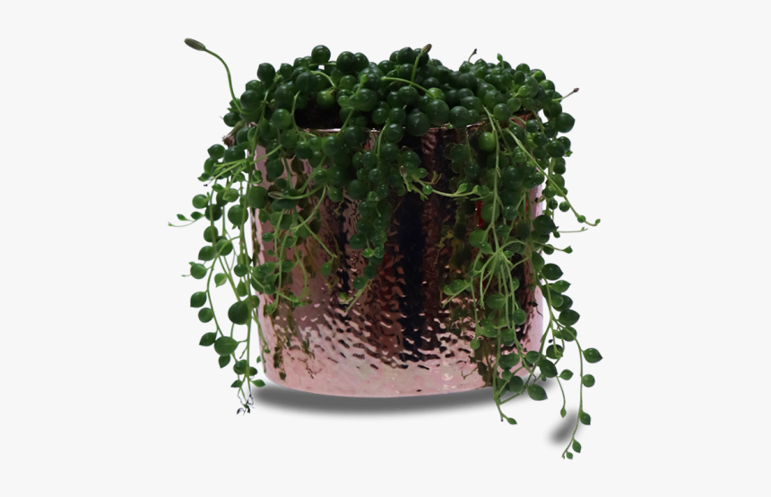 Houseplant, HD Png Download