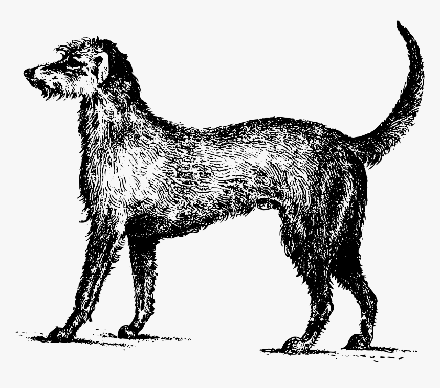 Irish Wolfhound Clip Arts - Irish Wolfhound Clipart, HD Png Download