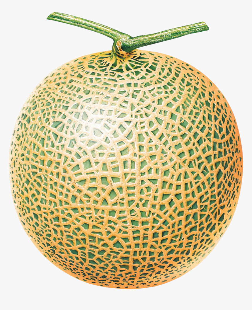 Melon Png Image - Melon Png, Transparent Png