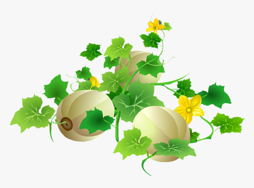 Cantaloupe Melon Download Muskmelon, HD Png Download