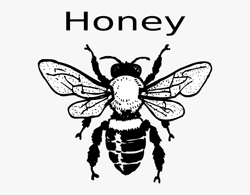 Real Bee Clipart Black And White, HD Png Download