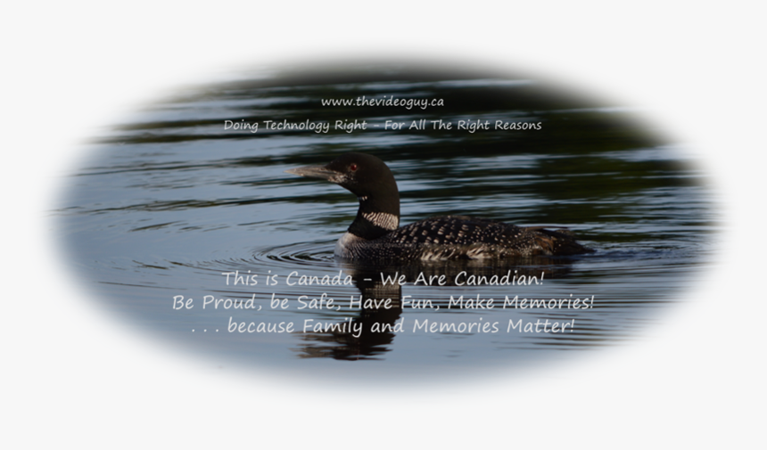 Kennebec Lake Loon Summer - Mallard, HD Png Download