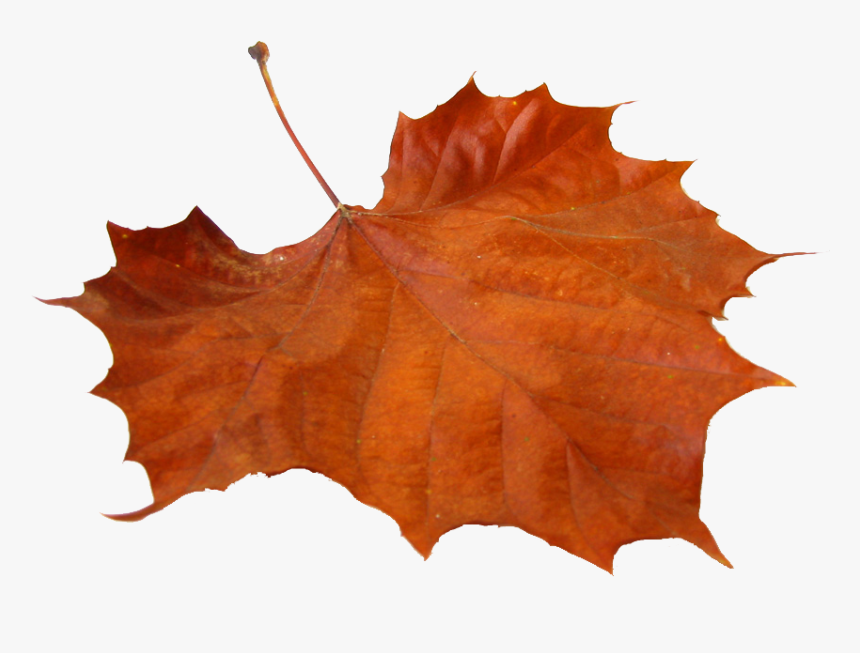 Autumn Png Free Pic - Nimra Ahmed Jannat Ke Pattay, Transparent Png