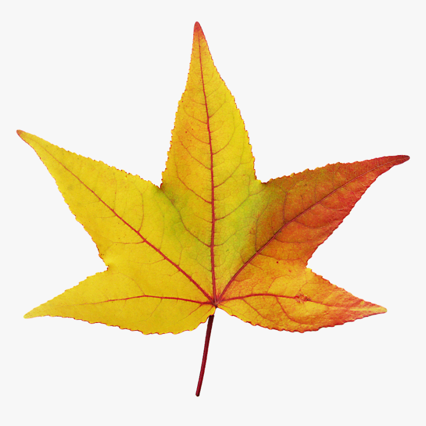 Arce Hojas, HD Png Download