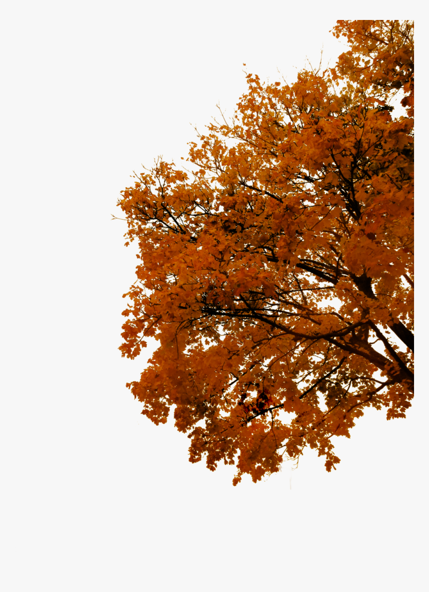 Autumn Cutout By Tigers Stock On - Fall Tree Png, Transparent Png