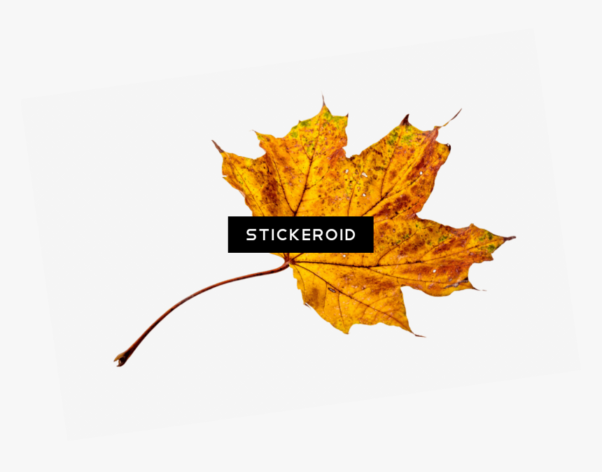 Transparent Autumn Png - Transparent Background Fall Leaves Png, Png Download
