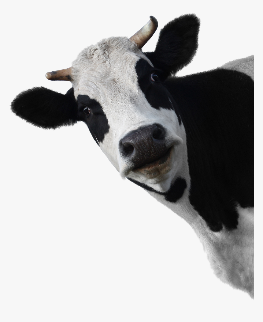 Cow Head White Background, HD Png Download