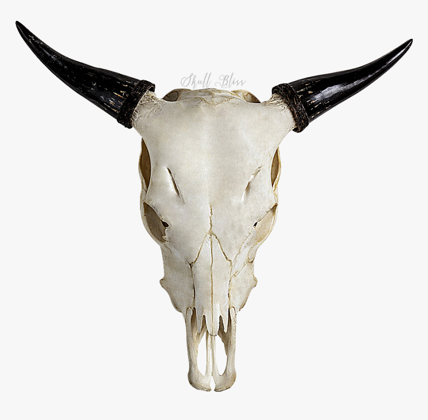 Highland Cattle Skull Horn Bull Goat - Cow Skull Transparent, HD Png Download
