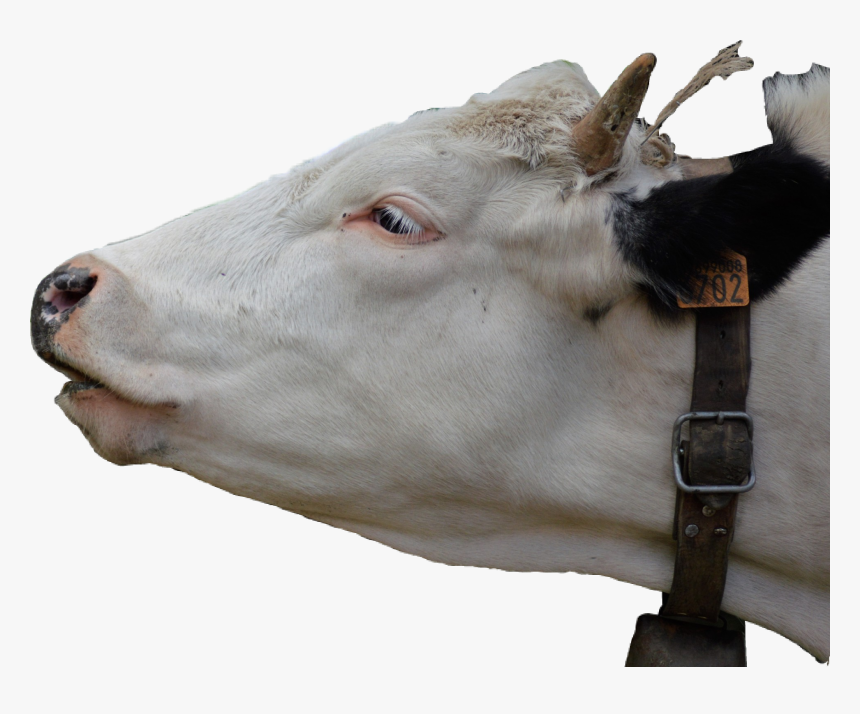 #sticker #cow #head #cowhead @dennystoughton - Cattle, HD Png Download