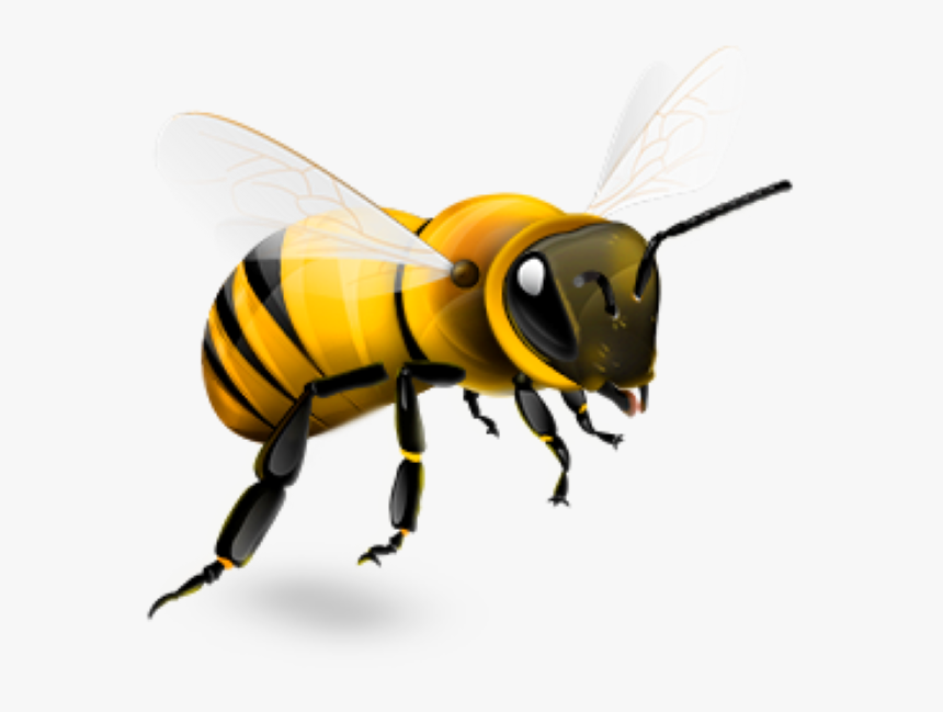 Bee, Social Media Marketing Third Temple Digital - Transparent Background Bee Png, Png Download