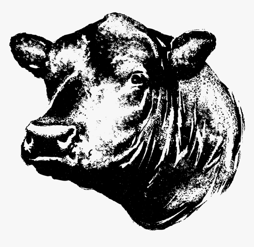 Contact Linz Heritage Angus Black Angus Cow Head Clipart, HD Png