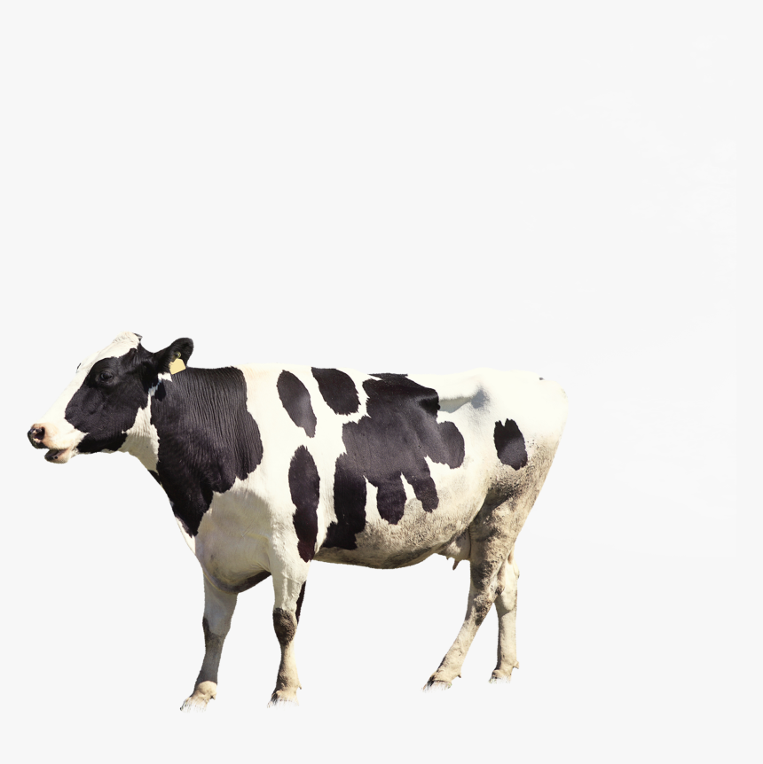 Dairy Cow Png, Transparent Png