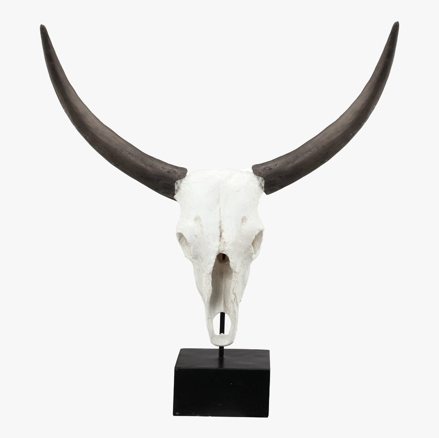 Cow Skull Png - Cattle, Transparent Png