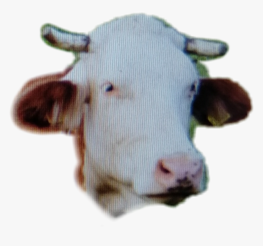 #cow Head - Sheep, HD Png Download