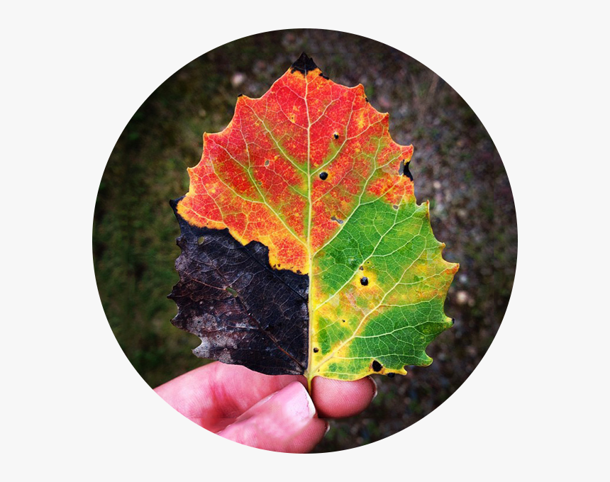 ورقة شجر ملونه, HD Png Download
