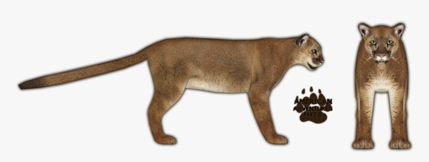 Mountain Lion Png 7 » Png Image - Mountain Lion Transparent, Png Download