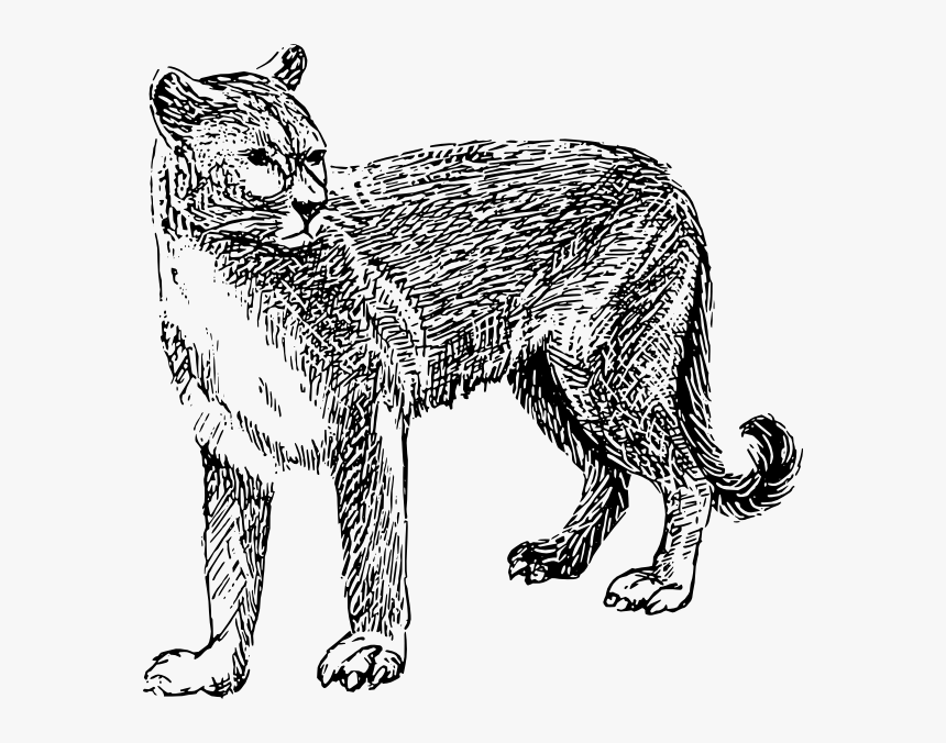 Mountain Lion Clipart Drawn - Mountain Lion Clipart Black And White, HD Png Download