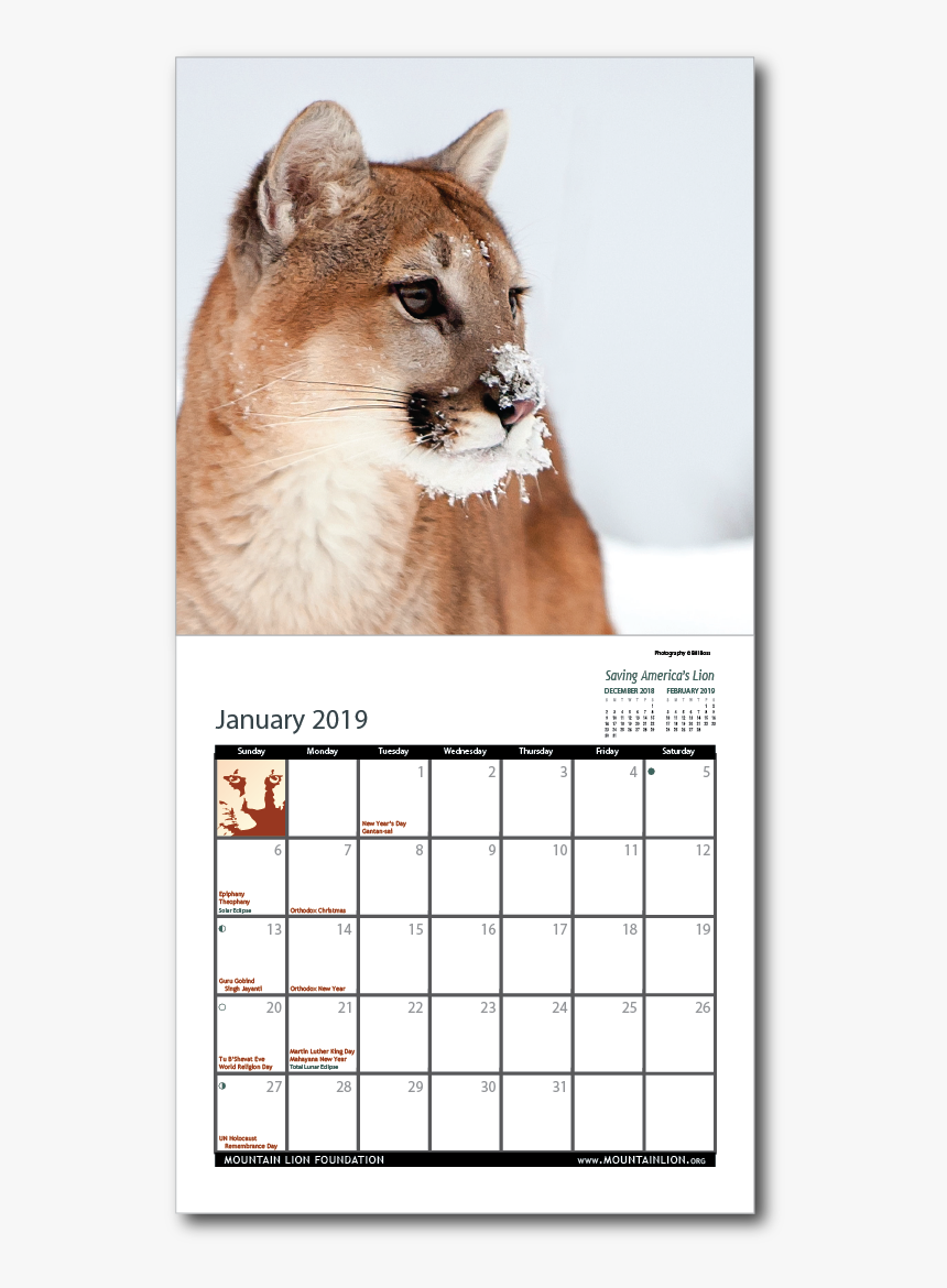 2019 Calendar Inside - Cougar, HD Png Download