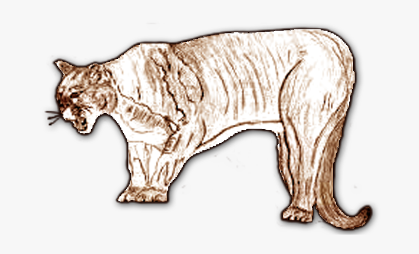 Transparent Mountain Lion Png - Cat, Png Download