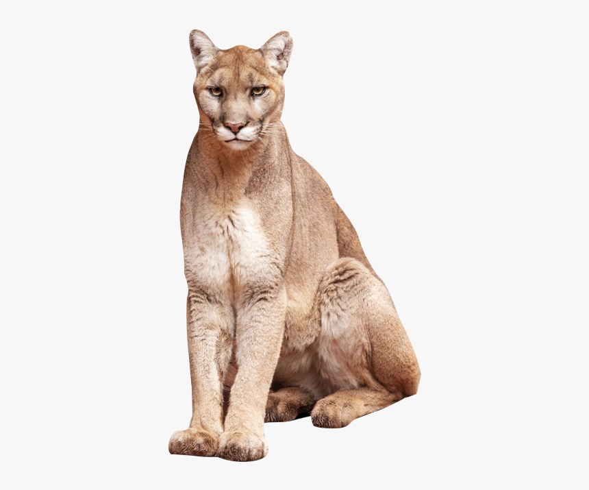 Oriental Tabby Cat, HD Png Download