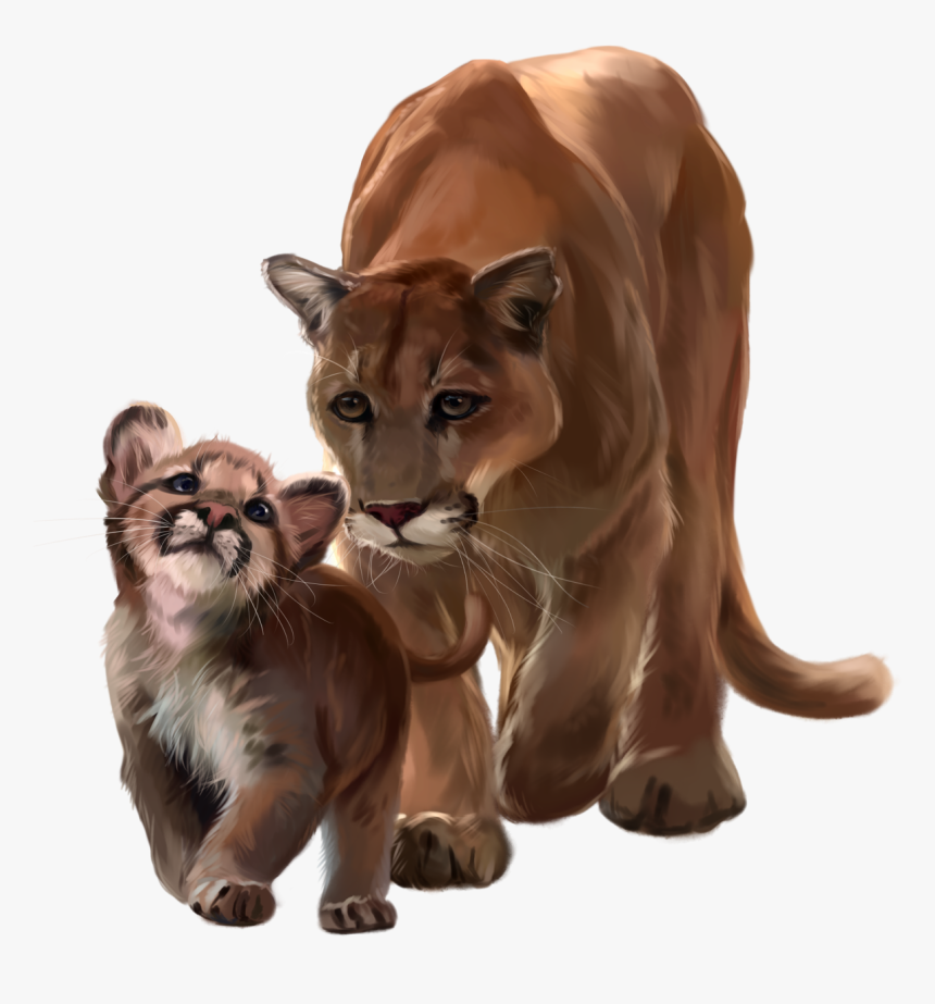 Mountain Lion Png, Transparent Png